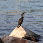 Kormoran beim Sonnenbaden