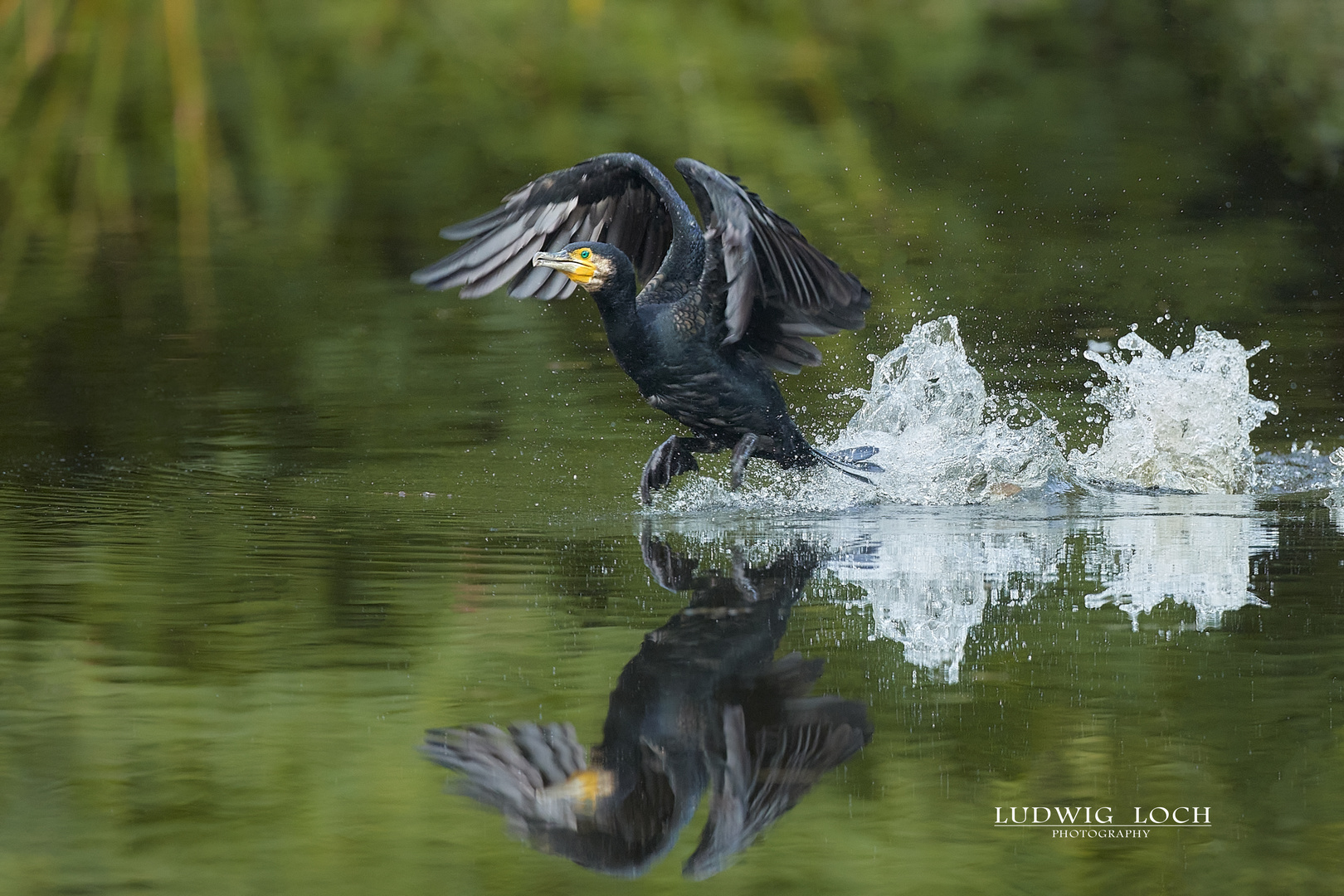 Kormoran beim Start