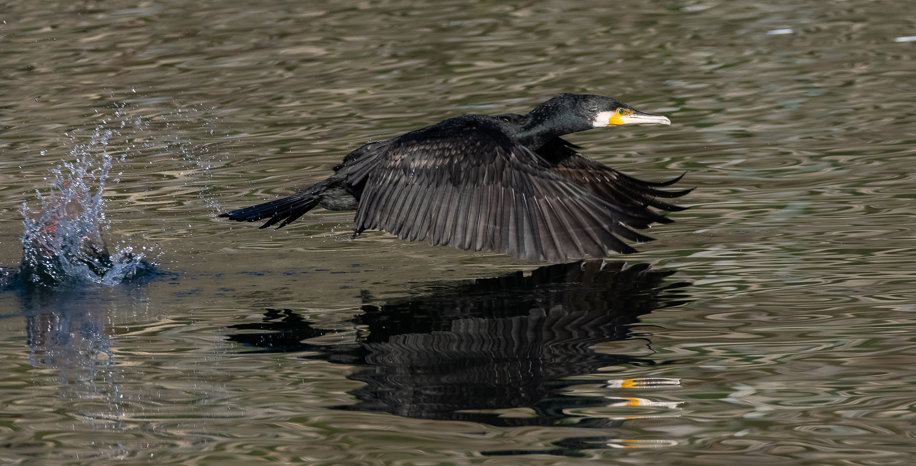 Kormoran beim Start