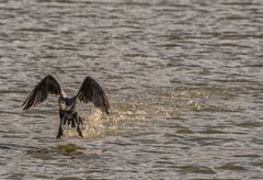 Kormoran beim Start