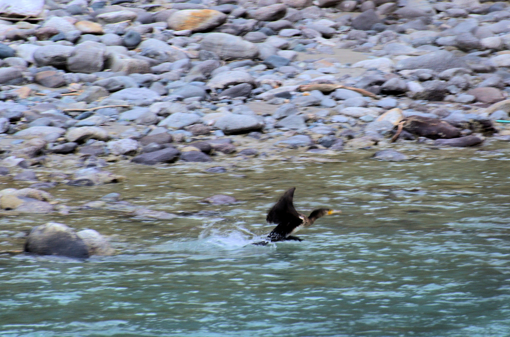   Kormoran beim Start