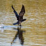 Kormoran beim Start