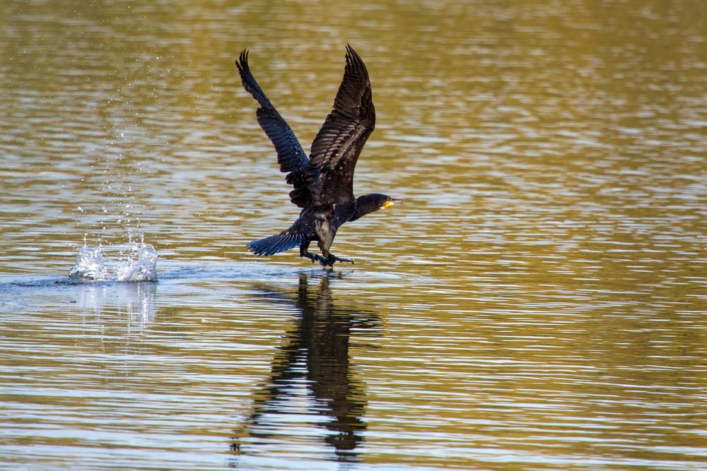 Kormoran beim Start