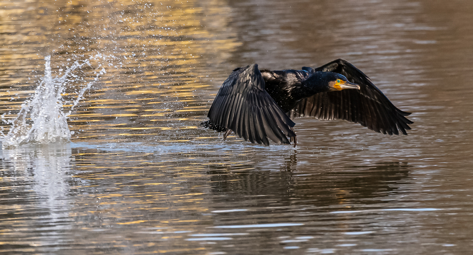 Kormoran beim Start ...