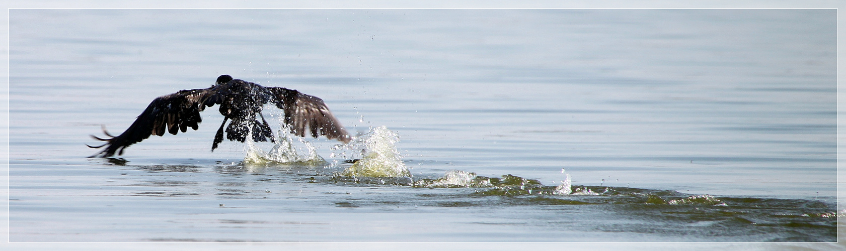 --Kormoran beim Start--