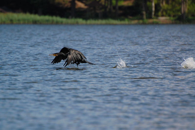 Kormoran beim Start