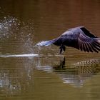 Kormoran beim Start