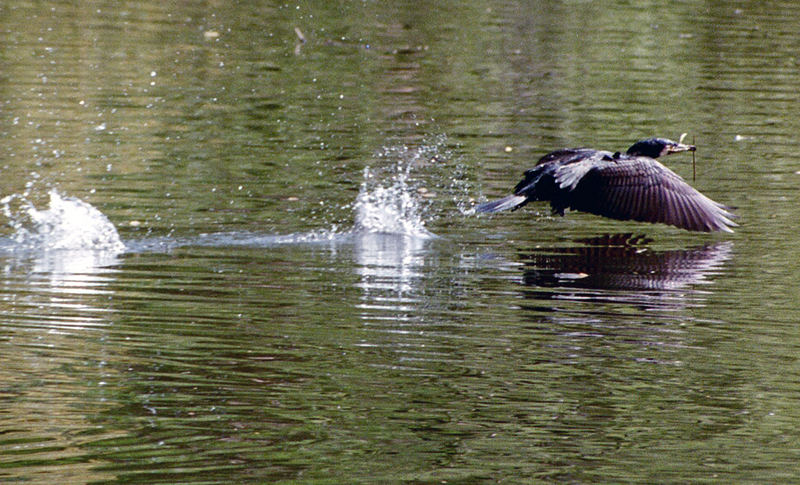 Kormoran beim Start