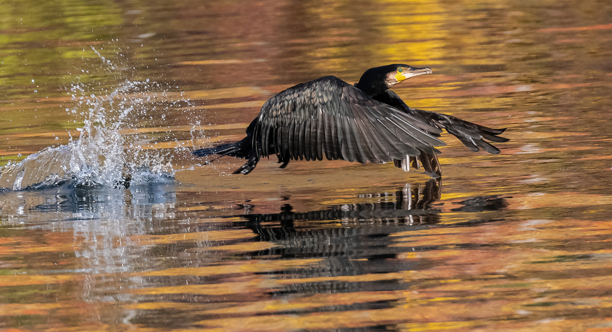 Kormoran beim Start vor herbstlichem Hintergrund