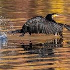 Kormoran beim Start vor herbstlichem Hintergrund