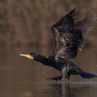 Kormoran beim Starten