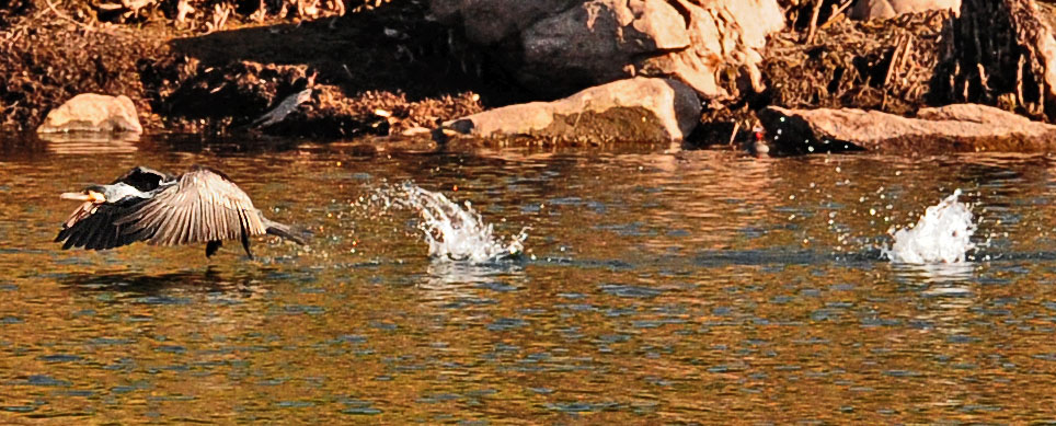 KORMORAN BEIM STARTEN