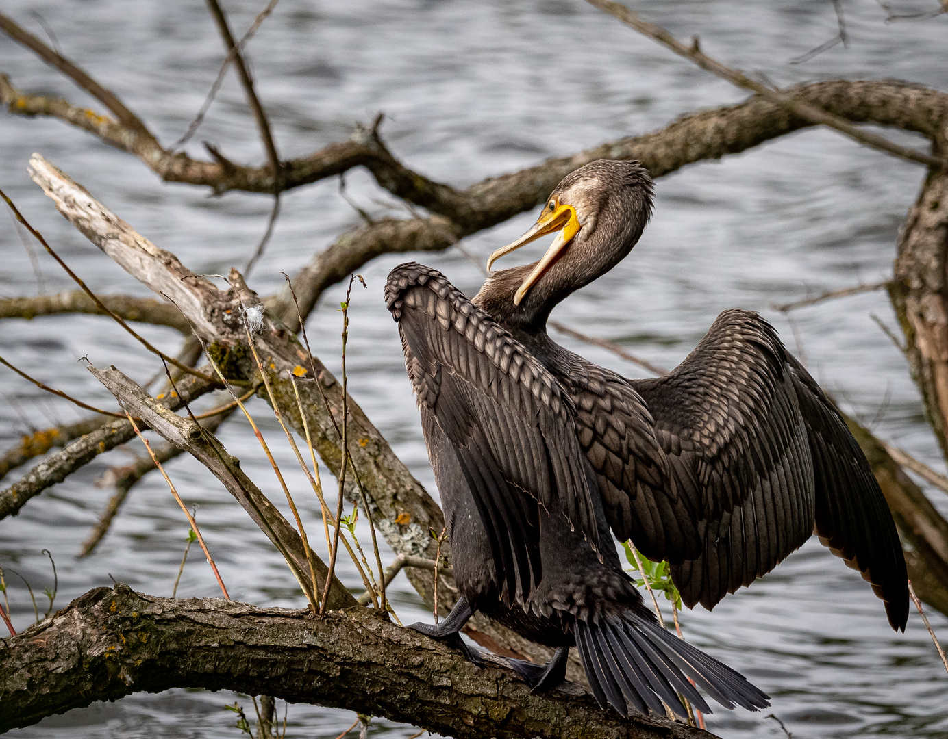 Kormoran beim trocknen 