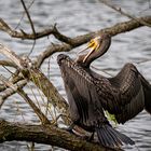 Kormoran beim trocknen 