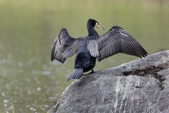 Kormoran beim Trocknen