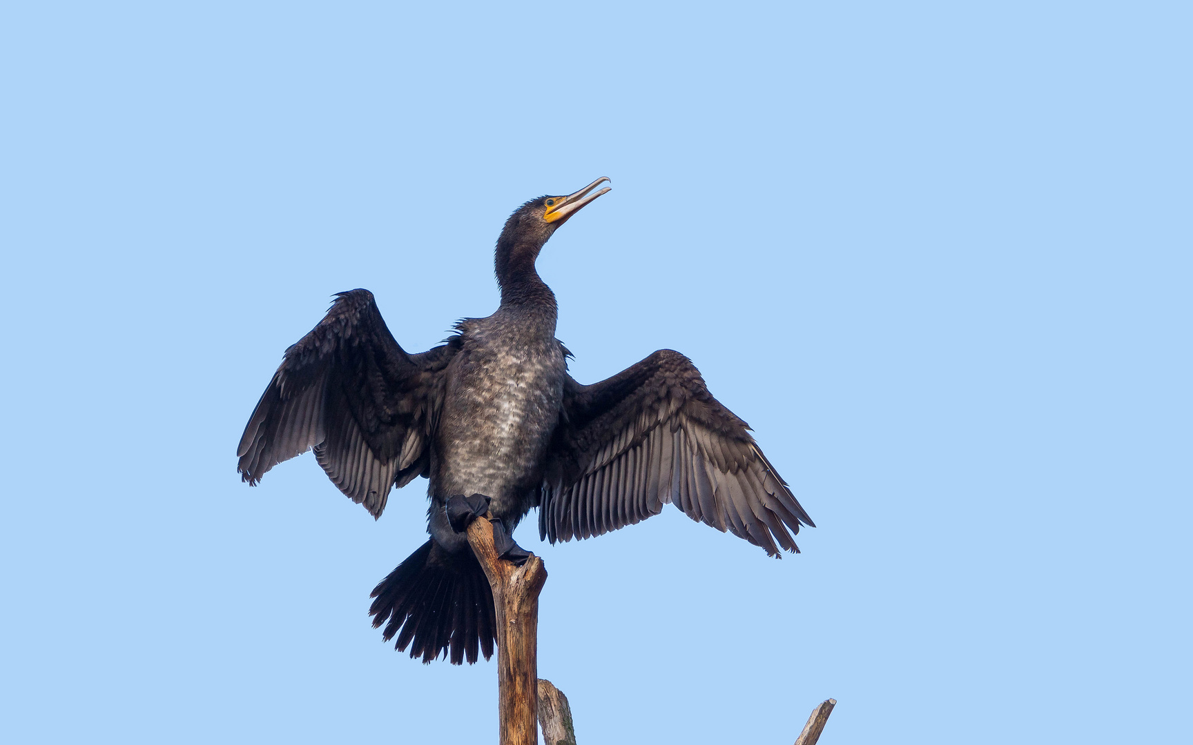 Kormoran beim trocknen