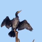 Kormoran beim trocknen