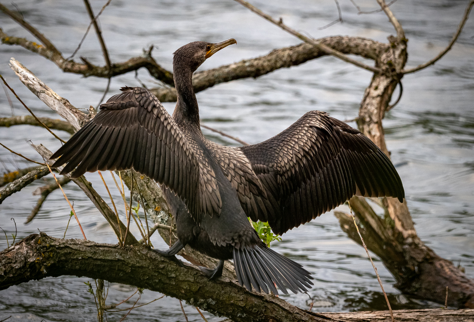 Kormoran beim trocknen