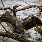 Kormoran beim trocknen