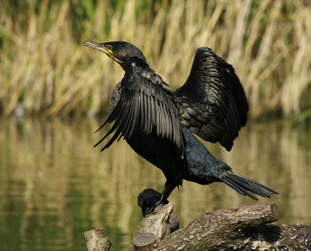 Kormoran beim Trocknen ;-)