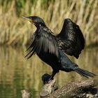 Kormoran beim Trocknen ;-)