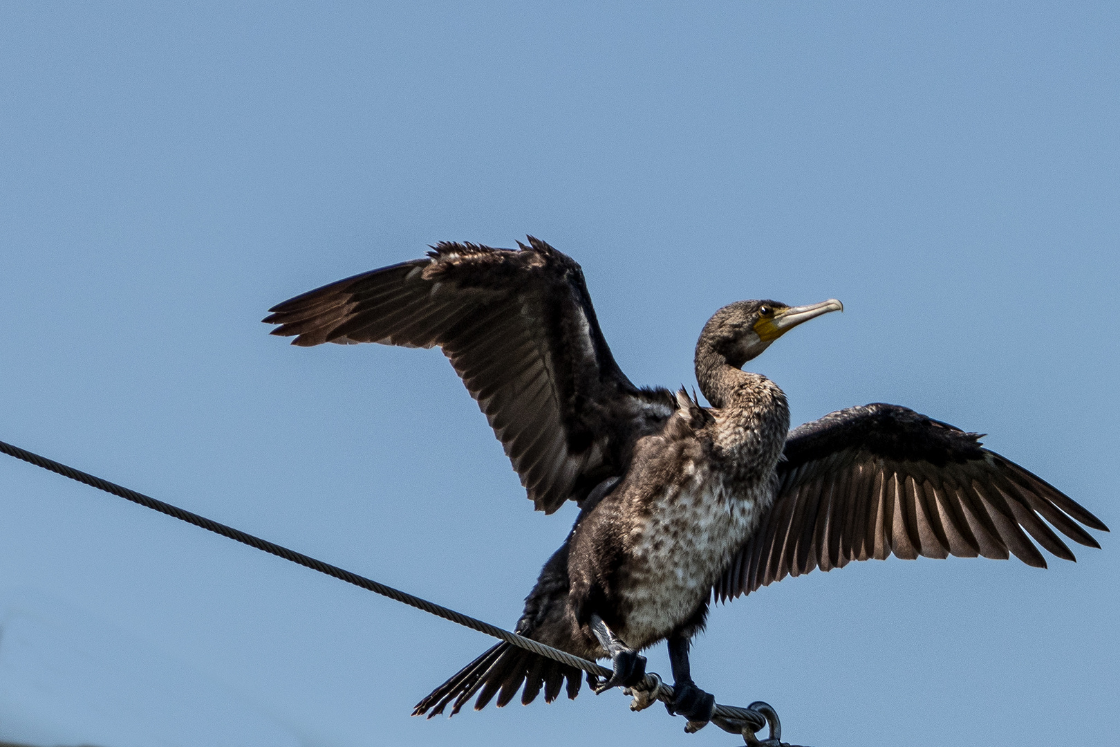 Kormoran beim Trocknen