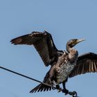 Kormoran beim Trocknen