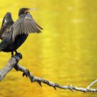 Kormoran beim trocknen des Gefieders