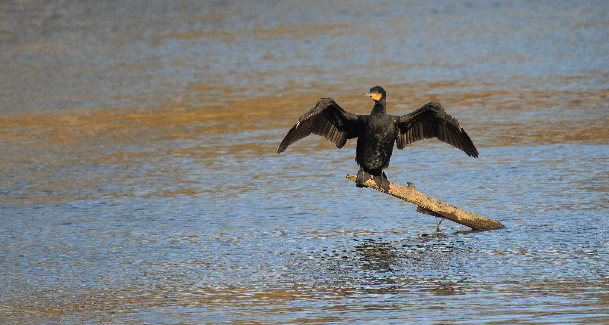 Kormoran - beim trocknen seines Gefieders