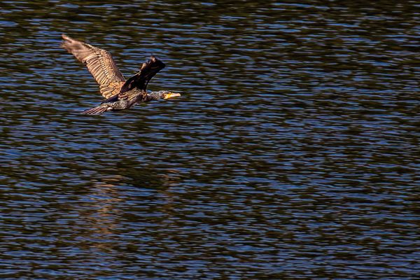 Kormoran beim Überfliegen des Rursees 