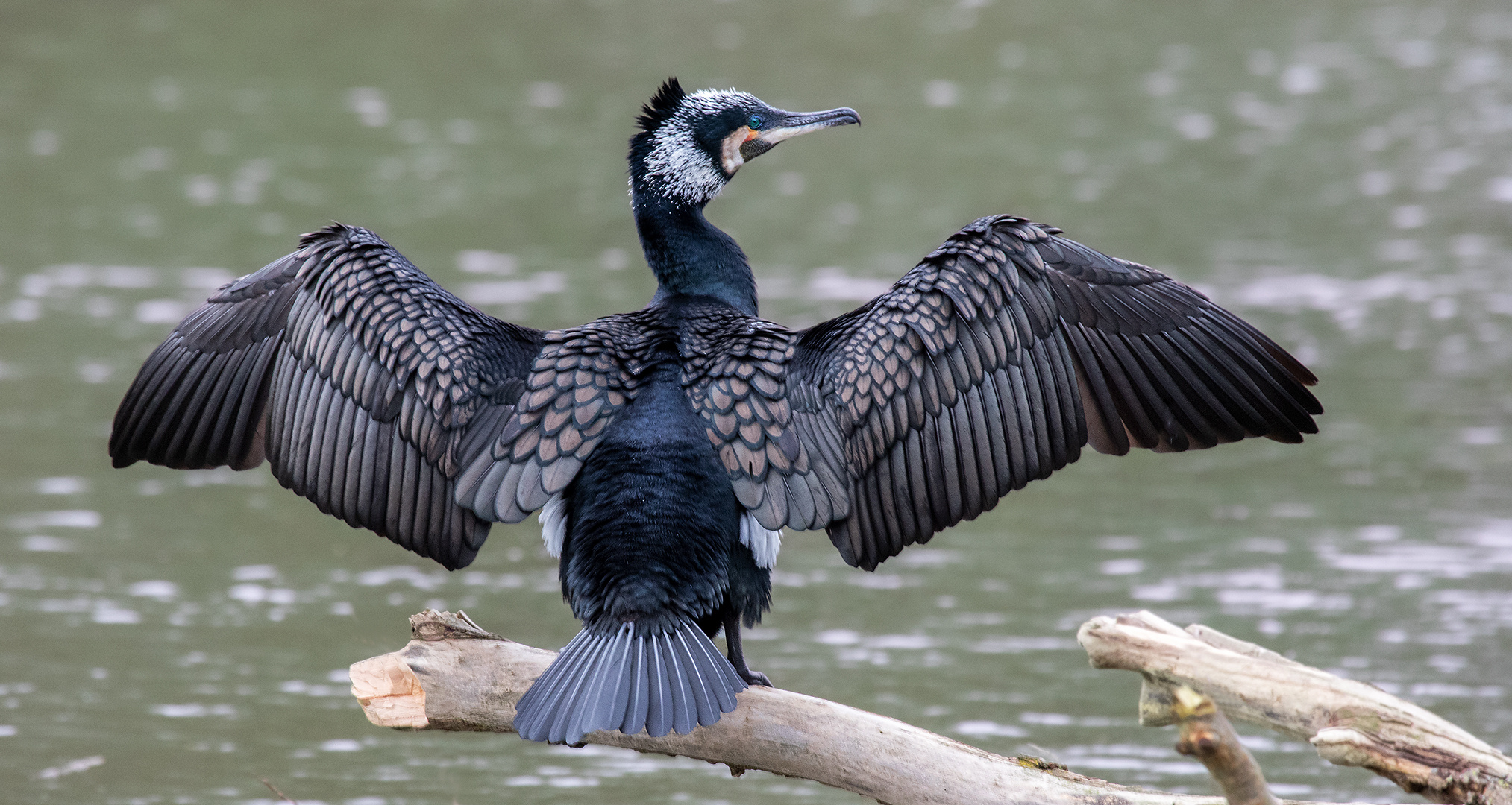 Kormoran beim Wäschetrocknen 001