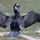 Kormoran beim Wäschetrocknen 001