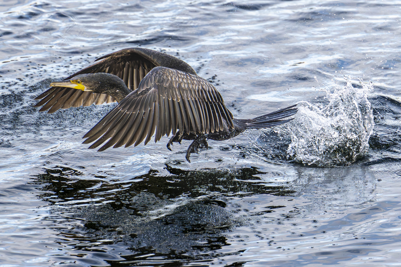 Kormoran beim Wasserstart