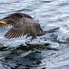 Kormoran beim Wasserstart