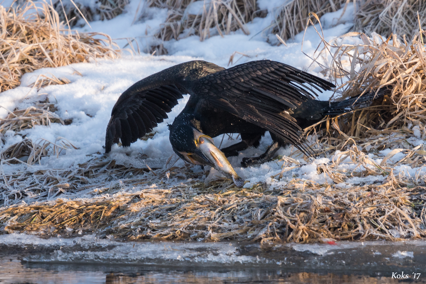 Kormoran beim würgen