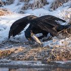 Kormoran beim würgen