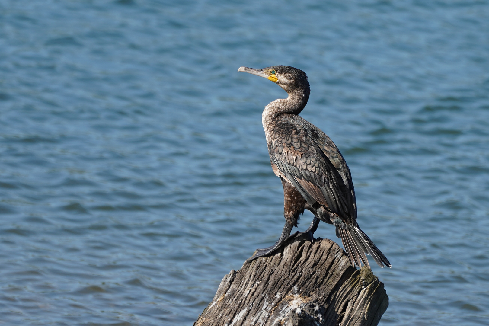 Kormoran