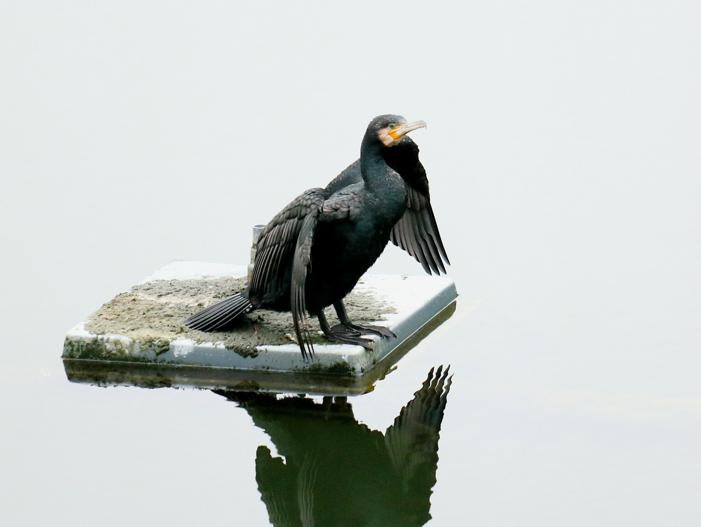 Kormoran-Bidet......