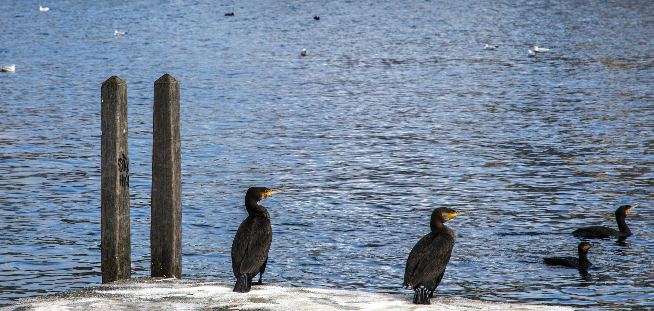 Kormoran Bild anders geschnitten