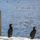 Kormoran Bild anders geschnitten