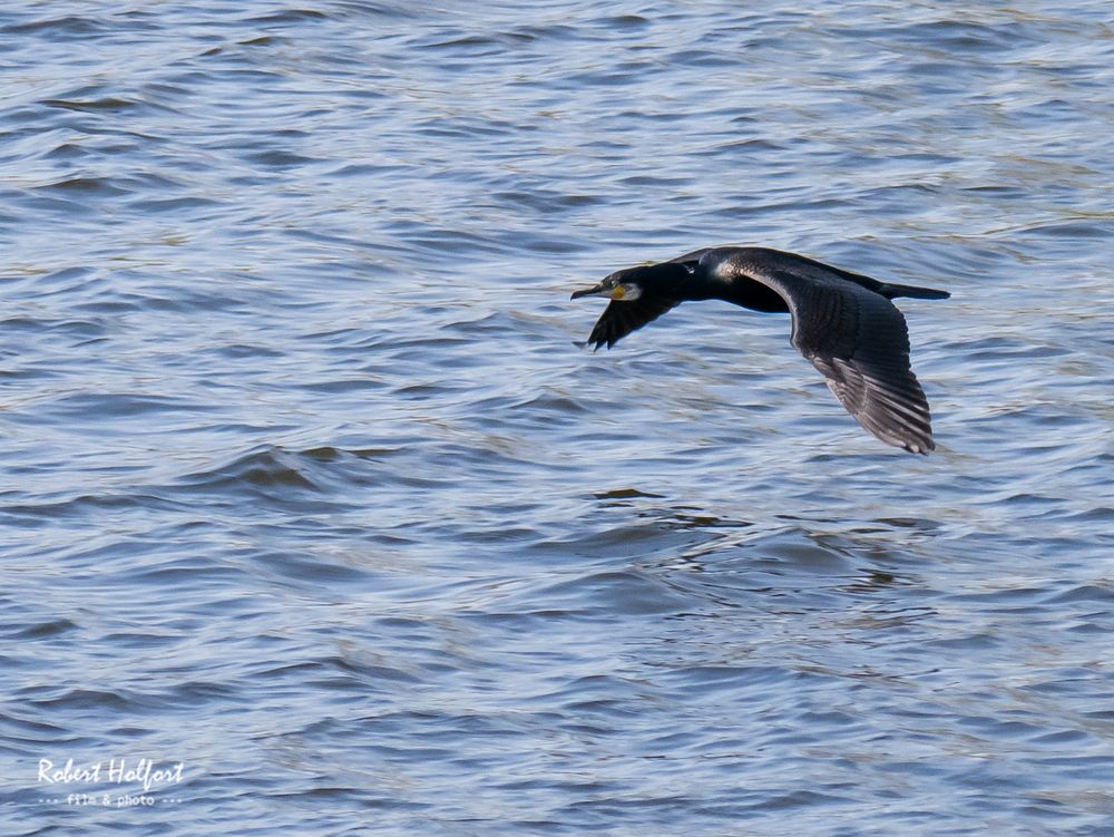 Kormoran (Bislicher Insel, Xanten) Foto & Bild | natur, see, tiere ...