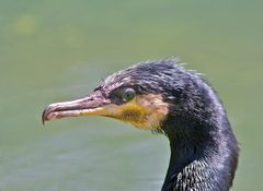 Kormoran Blick