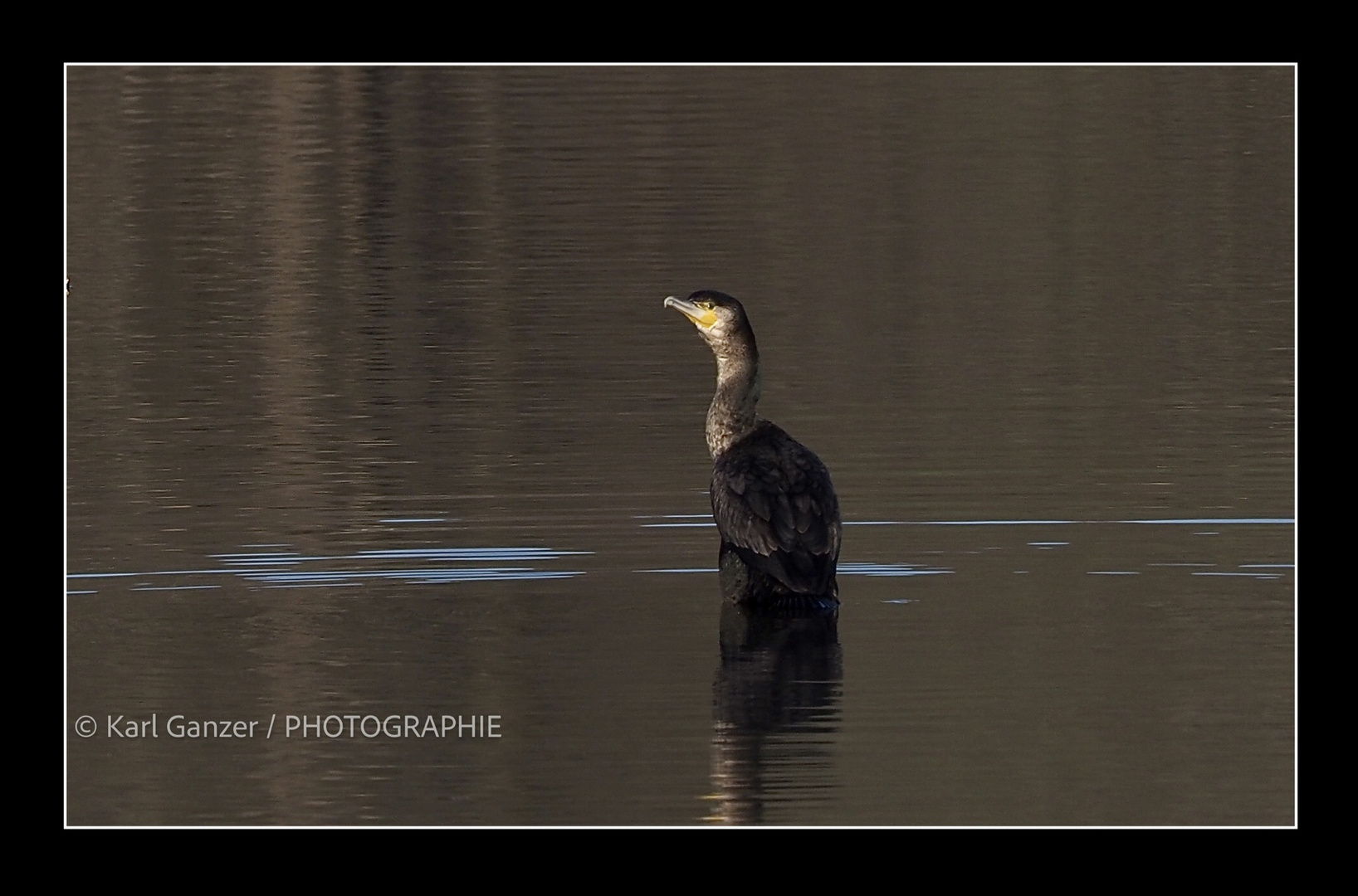 Kormoran Blick nach hinten