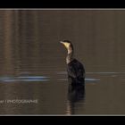 Kormoran Blick nach hinten