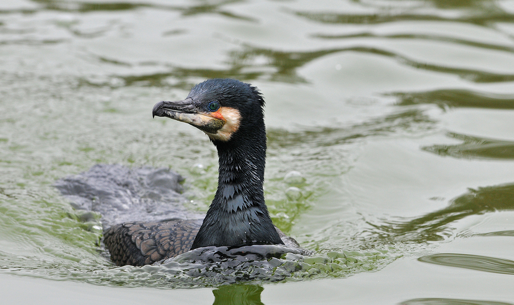 Kormoran – Bugwelle