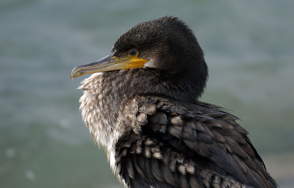 Kormoran