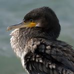 Kormoran