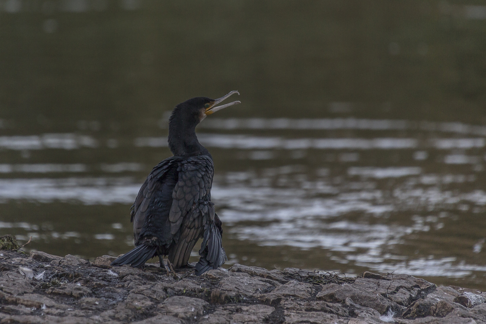 Kormoran