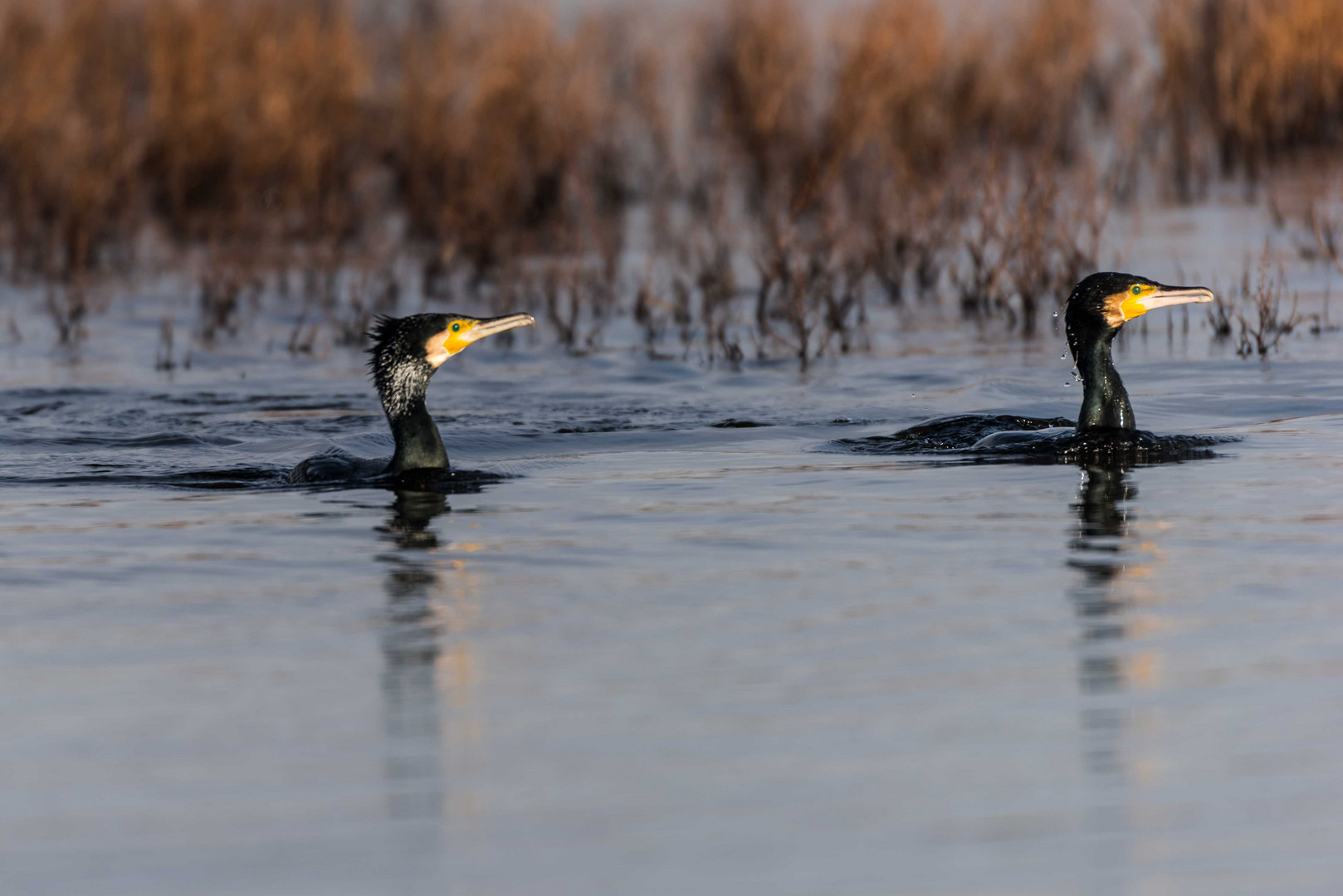 Kormoran