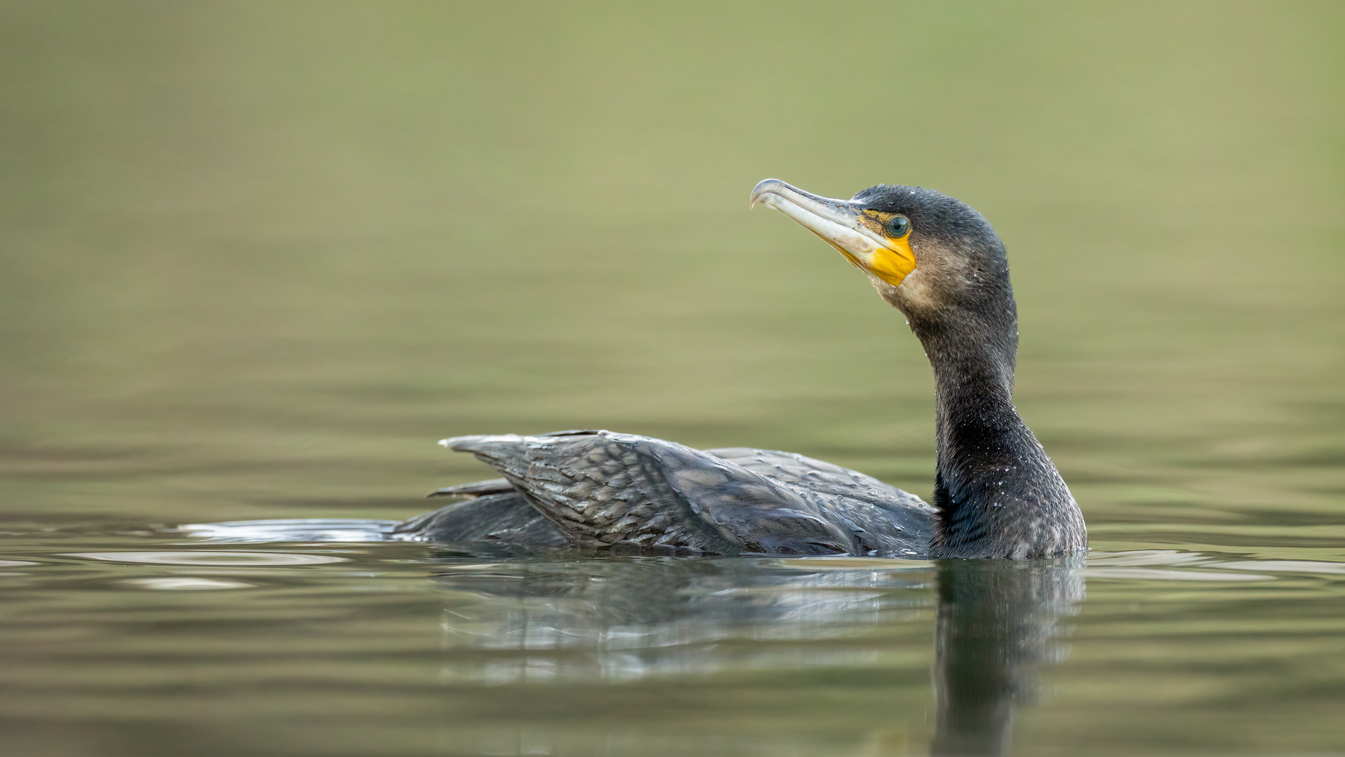 Kormoran